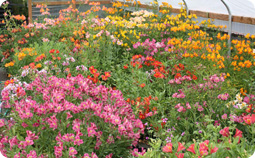 Alstroemeria in July