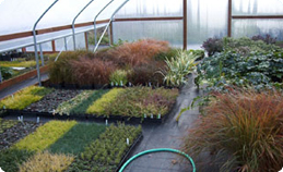 Some evergreen plants in one of the unheated cold frames, in December