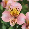 Picture of Alstroemeria Apricot [Butterscotch]