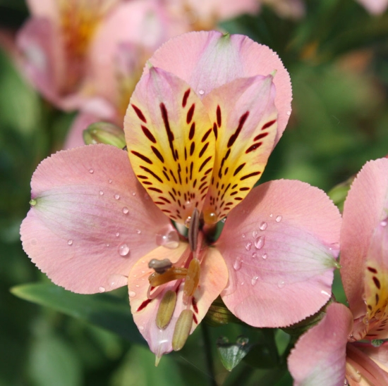 Picture of Alstroemeria Apricot [Butterscotch]