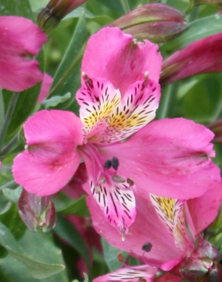Picture of Alstroemeria Dark Pink