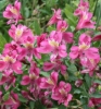 Picture of Alstroemeria Dark Pink