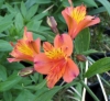 Picture of Alstroemeria Peachy Orange