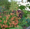Picture of Alstroemeria Peachy Orange