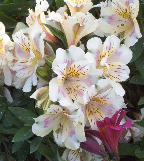 Picture of Alstroemeria Cream Low
