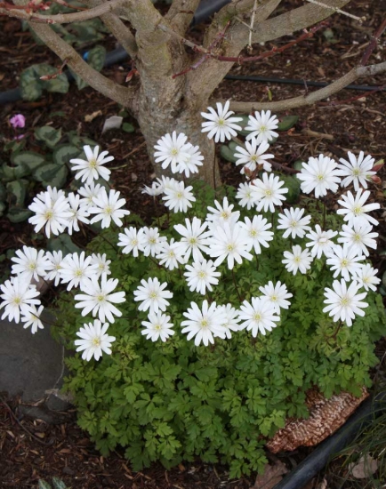 Picture of Anemone apennina 'Alba'
