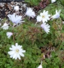 Picture of Anemone apennina 'Alba'