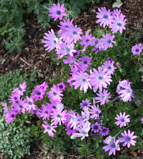 Picture of Anemone hortensis (Syn. A. stellata)