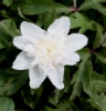 Picture of Anemone nemorosa 'Alba Plena'