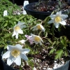 Picture of Anemone nemorosa 'Leeds Variety'
