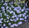 Picture of Anemone nemorosa 'Royal Blue'