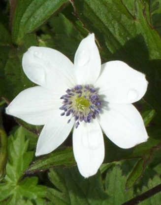 Edelweiss Perennials. Anemone