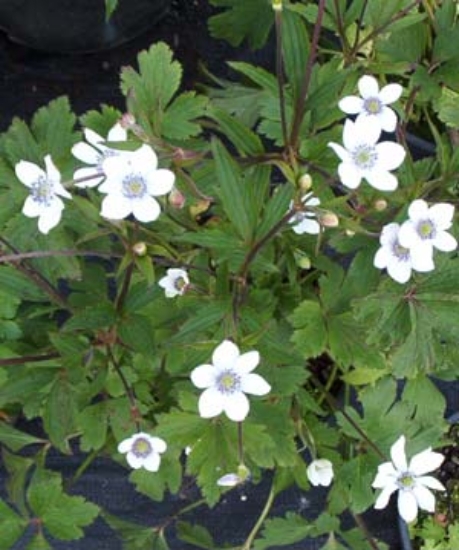Edelweiss Perennials. Anemone rivularis