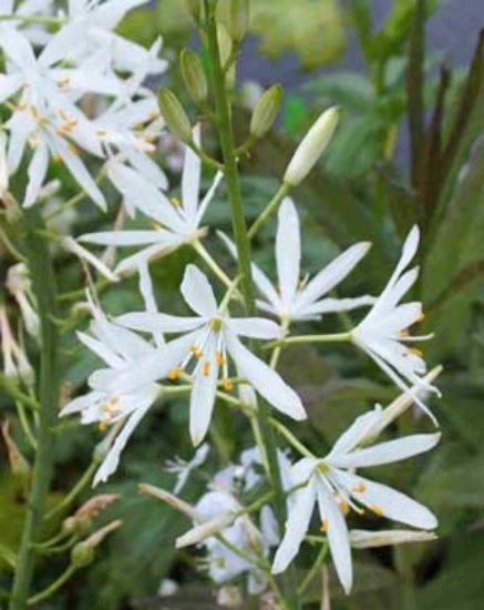 Picture of Anthericum liliago
