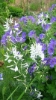 Picture of Anthericum liliago