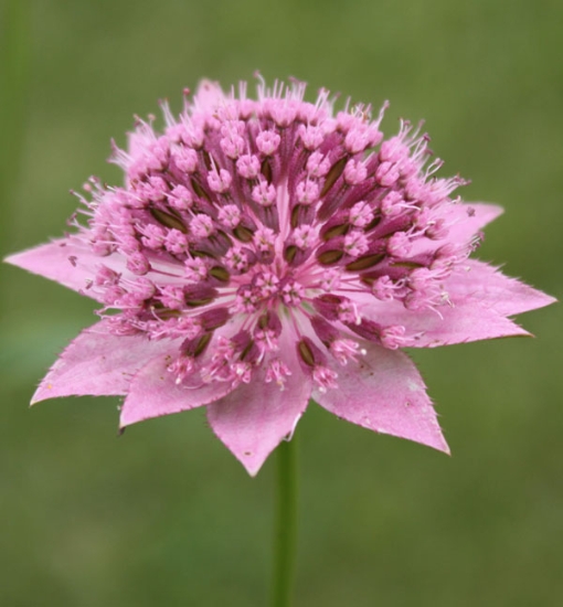 Picture of Astrantia maxima