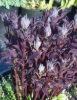 new growth in March/April