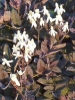 with flowers in summer
