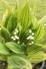 Picture of Convallaria majalis 'Albostriata'
