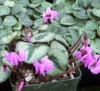 Picture of Cyclamen coum
