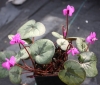 Picture of Cyclamen coum Marbled Leaf