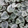Picture of Cyclamen hederifolium