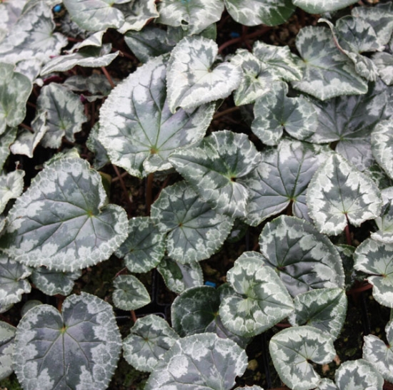 Picture of Cyclamen hederifolium