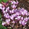 Picture of Cyclamen hederifolium