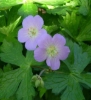 Picture of Geranium maculatum 'Vickie Lynn'