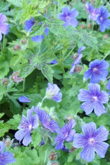 Picture of Geranium x magnificum 'Rosemoor'