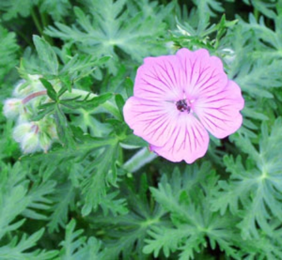 Picture of Geranium malviflorum 'Sweetheart'