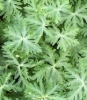 Picture of Geranium malviflorum 'Sweetheart'