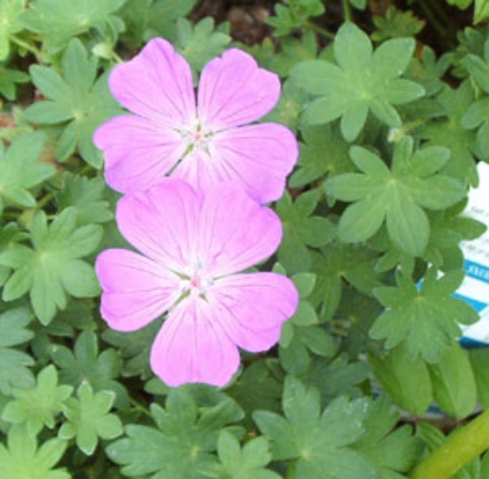 Picture of Geranium sanguineum 'Minutum'