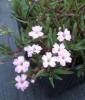 Picture of Gypsophila repens 'Red Neck'