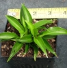 Picture of Hosta 'Shining Tot'