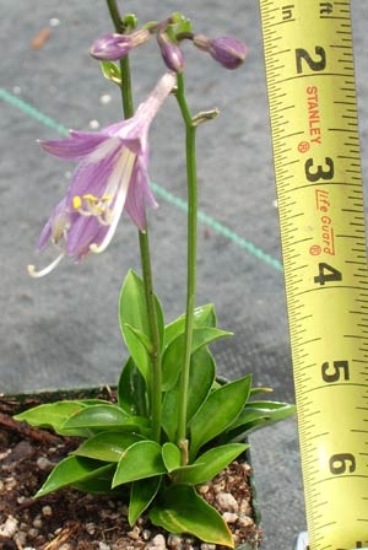 Picture of Hosta 'Tiny Tears'