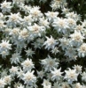Picture of Leontopodium 'Mt. Everest'