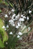 Picture of Leucojum (Acis) autumnale