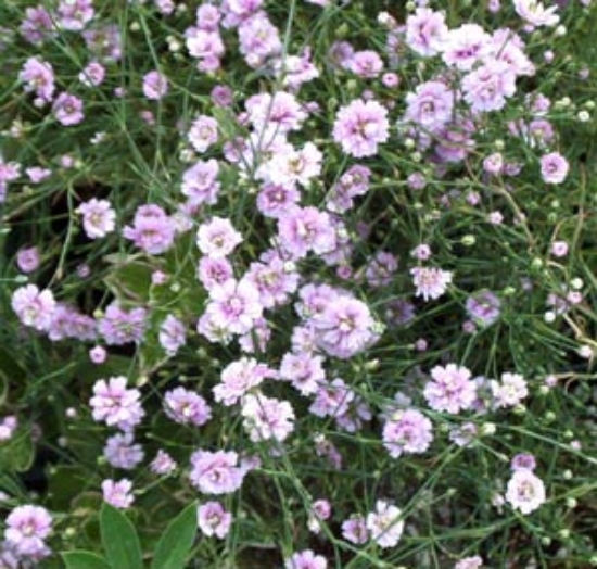 Picture of Petrorhagia saxifraga 'Rosette'