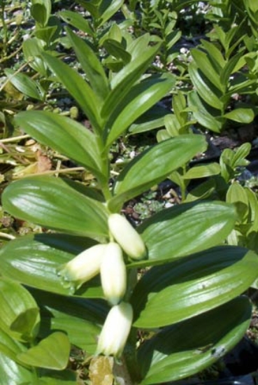 Picture of Polygonatum humile