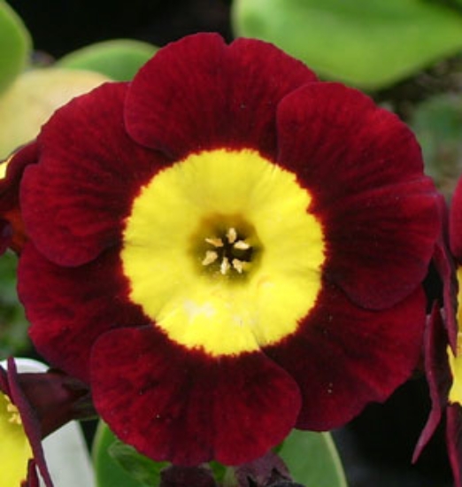 Picture of Primula auricula 'Vulcan'