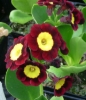 Picture of Primula auricula 'Vulcan'