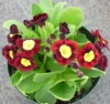 Picture of Primula auricula 'Vulcan'