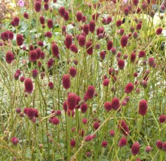 Picture of Sanguisorba officinalis 'Tanna'