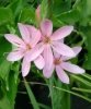 Picture of Schizostylis coccinea 'November Cheer'