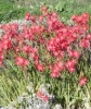 Picture of Schizostylis coccinea 'Oregon Sunset'
