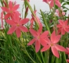 Picture of Schizostylis coccinea 'Zeal Salmon'