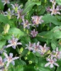 Picture of Tricyrtis 'Empress'