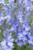 Picture of Veronica austriaca 'Ionian Skies'
