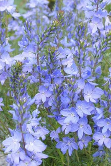 Picture of Veronica austriaca 'Ionian Skies'